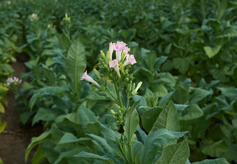 Tabák virginský (Nicotiana tabacum) cca 20 semen