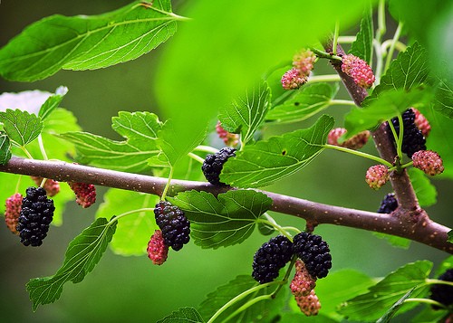 Moruše černá (Morus nigra)  7 semen