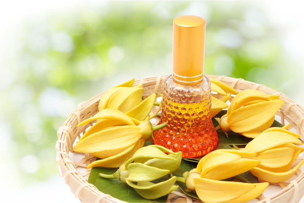 Žluté ylang-ylang květy s esenciálním olejem pro relaxaci