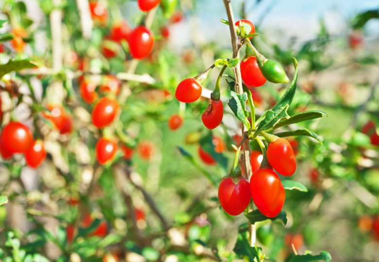 Goji - Kustovnice (Lycium chinense) 7 semen Goji - Kustovnice (Lycium chinense) 7 semen