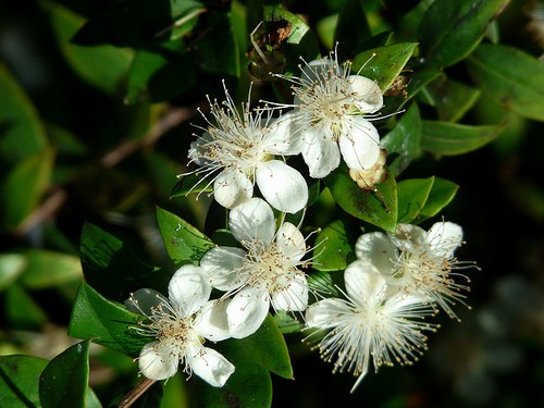 Myrta obecná (Myrtus communis) 5 semen