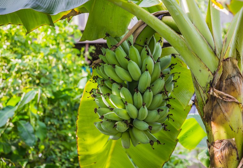Banánovník Dwarf (Musa acuminata) 5 semen