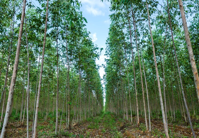 Eukalyptus citronový (Eucalyptus citriodora) 7 semen