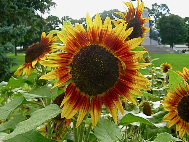 Slunečnice -Helianthus ProCut White Nite